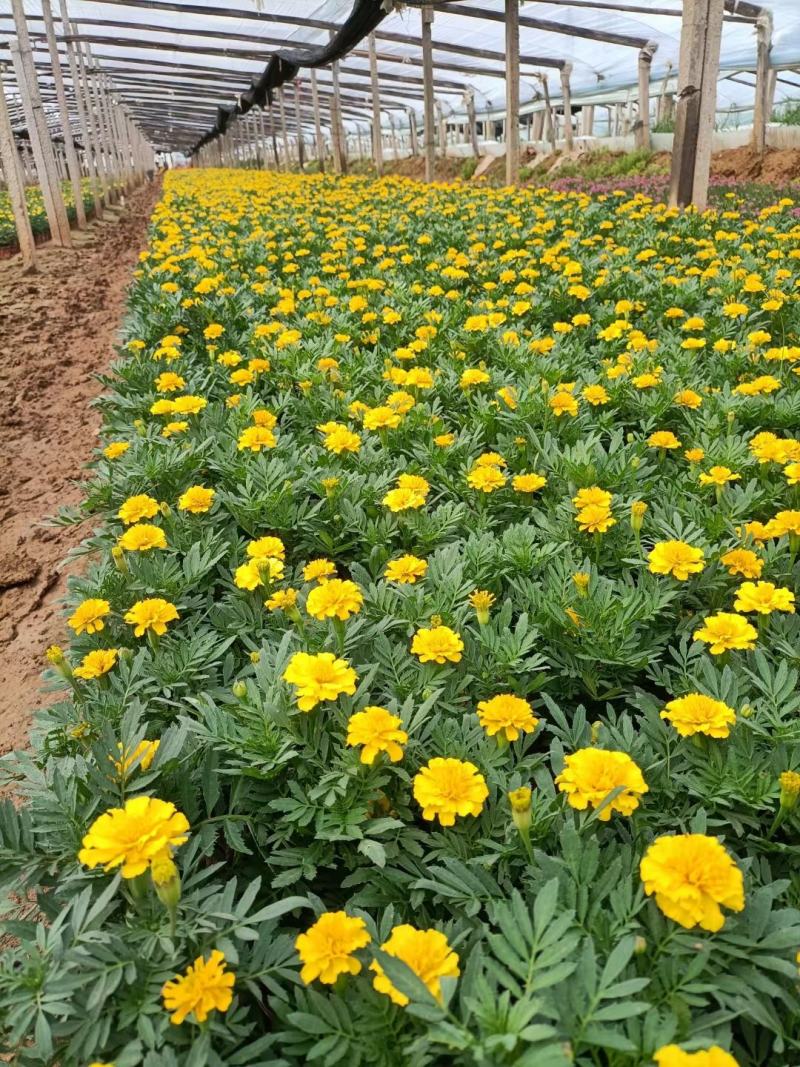 孔雀草黄孔雀草价格孔雀草基地直销大量有货