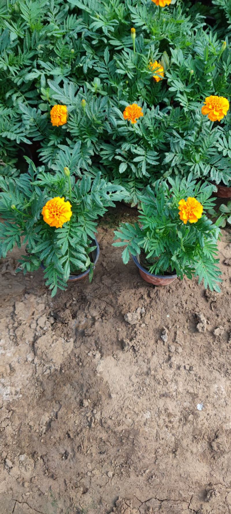 孔雀草黄孔雀草价格孔雀草基地直销大量有货