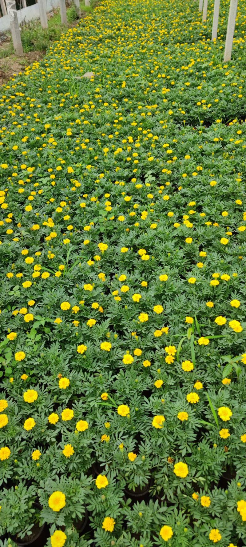 孔雀草黄孔雀草价格孔雀草基地直销大量有货