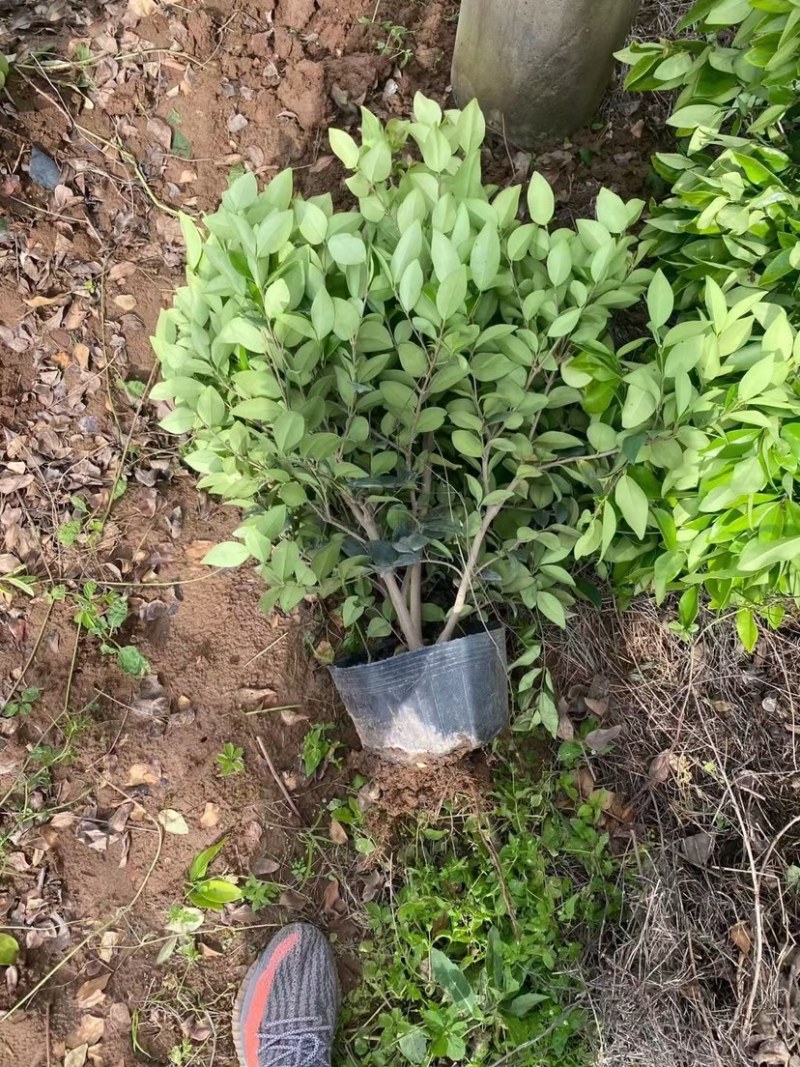 金森女贞基地苗圃现挖现发全国发货欢迎咨询。