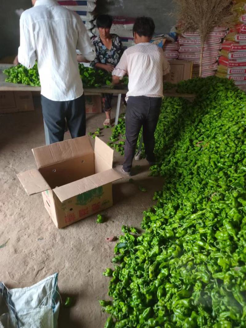 泡椒大量有货新鲜货源河南产地直发对接全国可视频看货