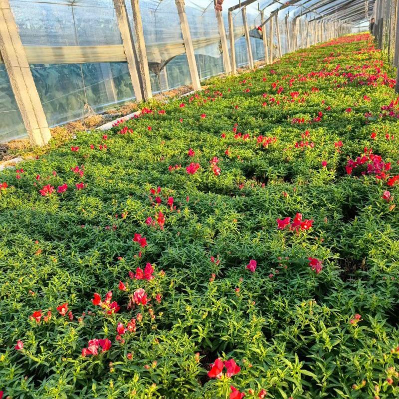 绿化用各品种各规格草花