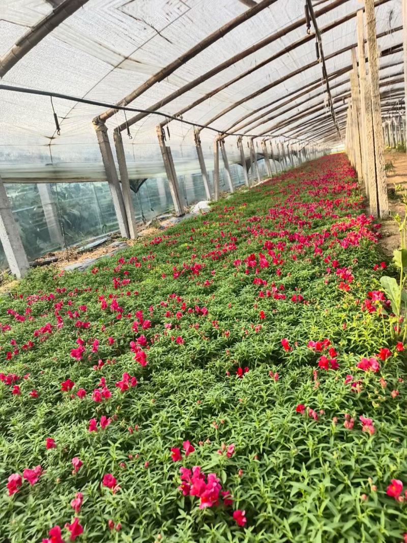 绿化用各品种各规格草花