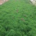 绿化用各品种各规格草花