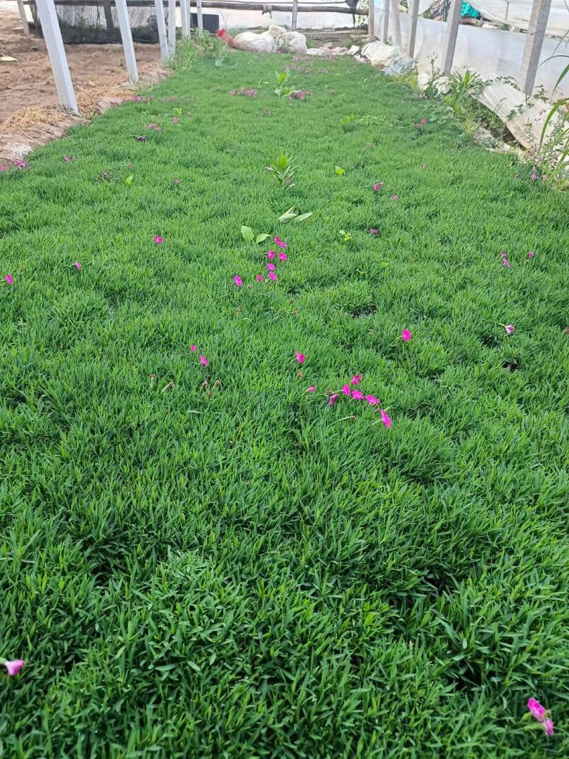 绿化用各品种各规格草花