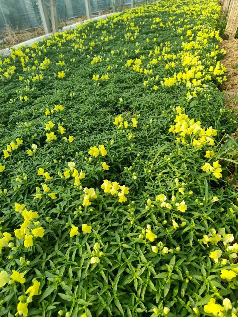 绿化用各品种各规格草花