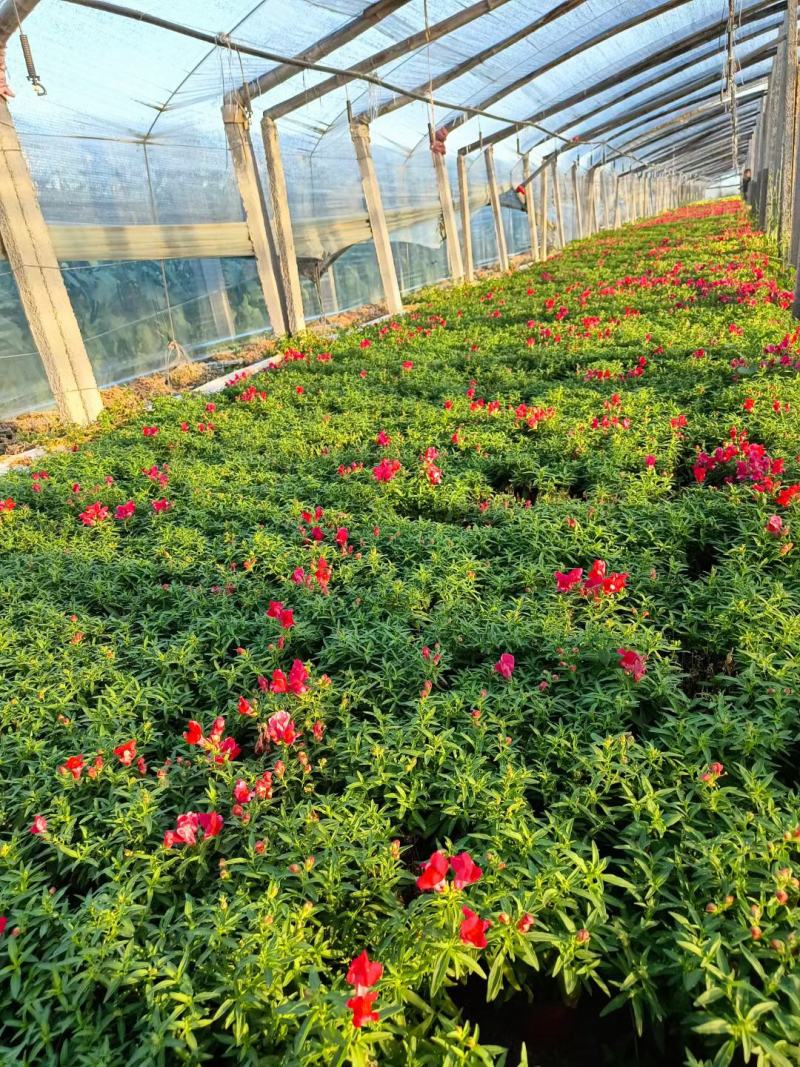 绿化用各品种各规格草花