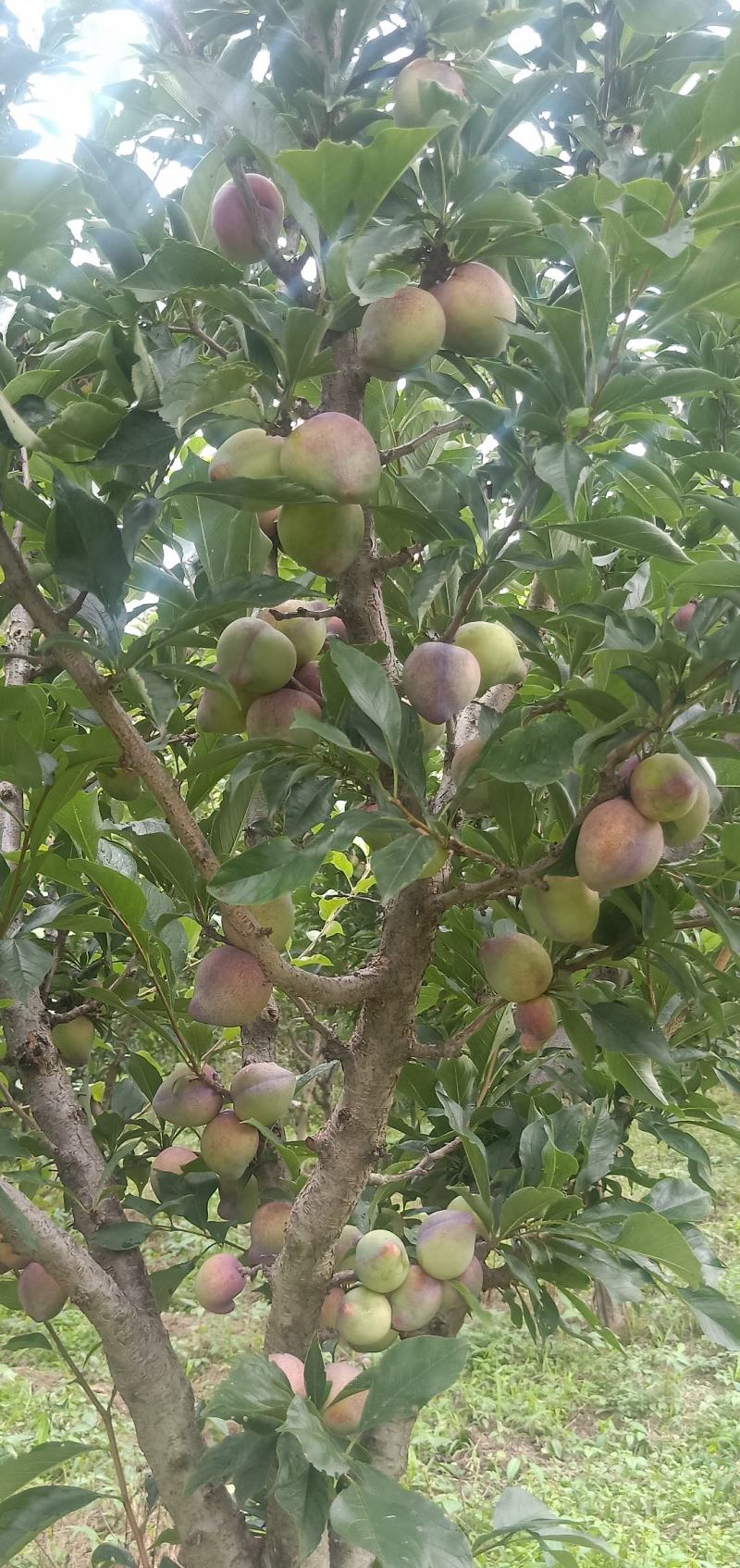 桃李子订货中