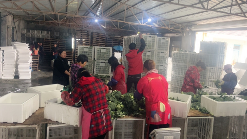 卖的是良心❤️交的是朋友河北千亩西兰花产业园上市