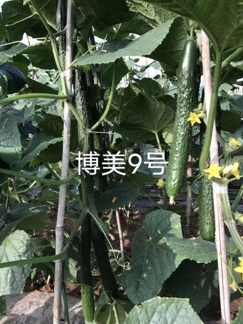 德瑞特博美199黄瓜种子深绿油亮绿肉绿瓤长黄瓜种子抗热