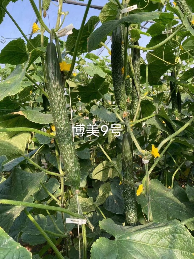 德瑞特博美199黄瓜种子深绿油亮绿肉绿瓤长黄瓜种子抗热