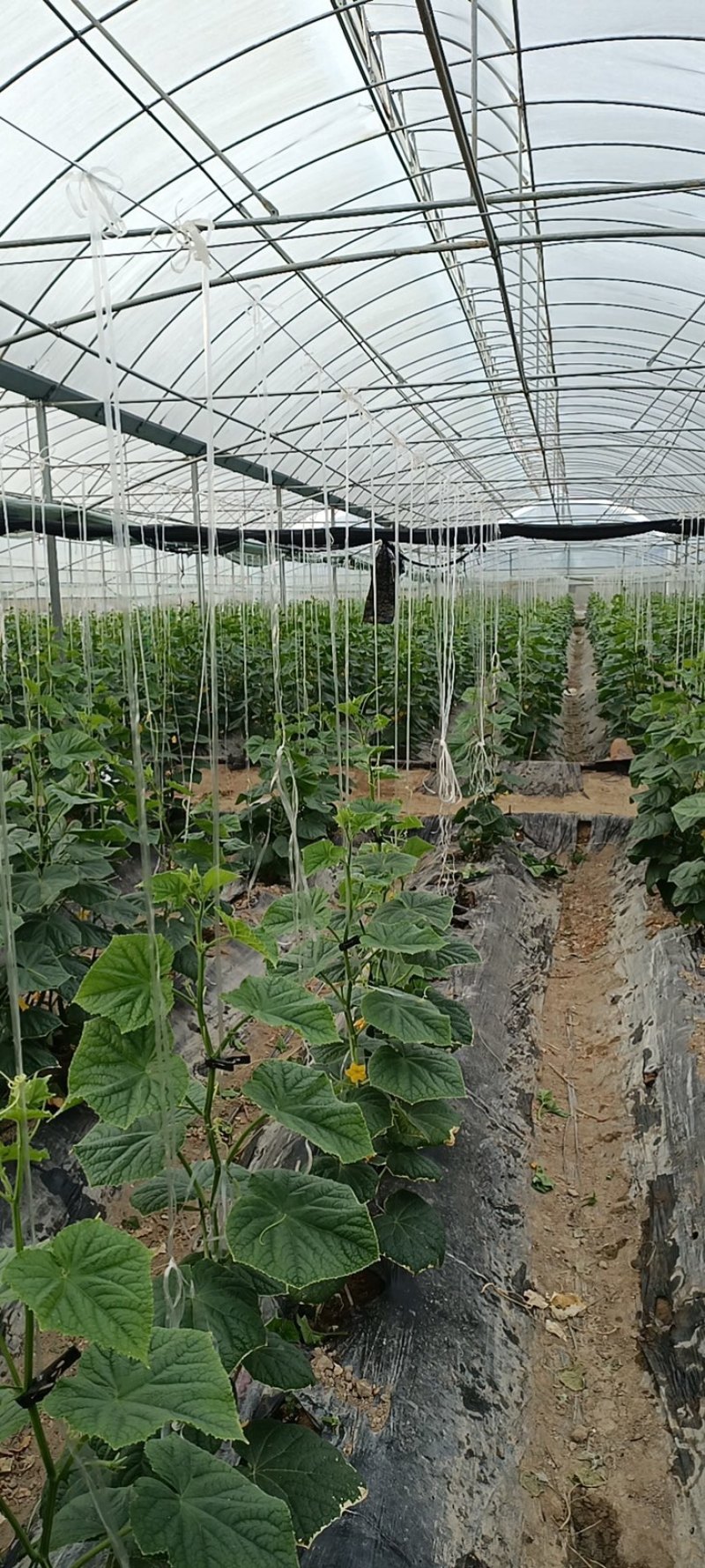 黄瓜批发，黄瓜基地，带刺黄瓜，大棚黄瓜，精品黄瓜，