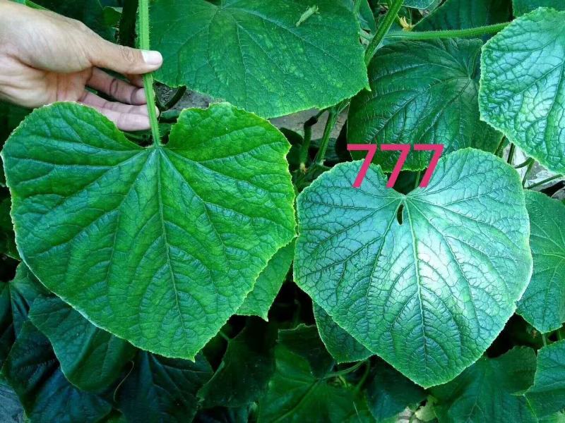 【包邮】乾德777密刺黄瓜种子登记品种强雌油亮春秋