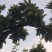 长瓣红李子