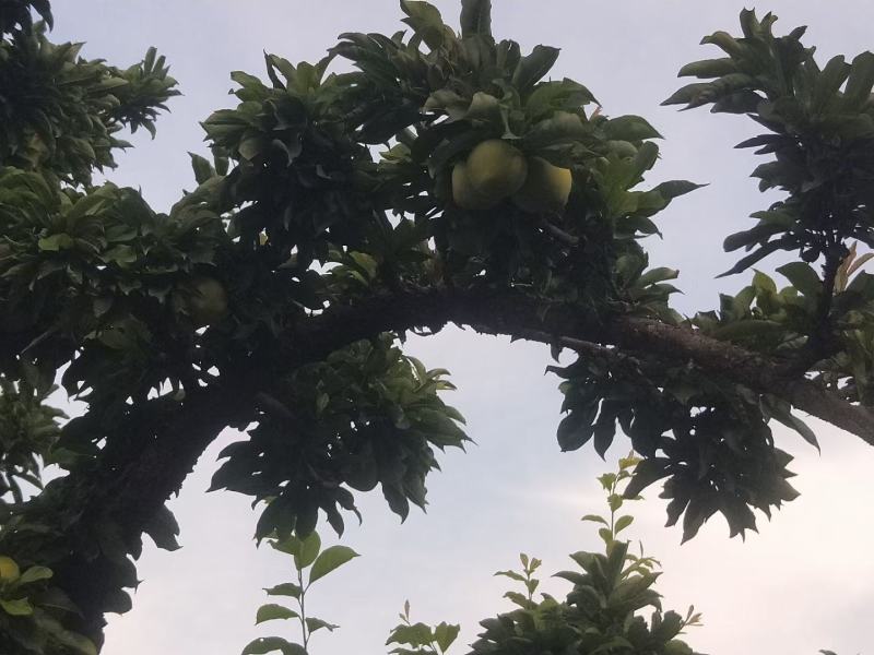 长瓣红李子