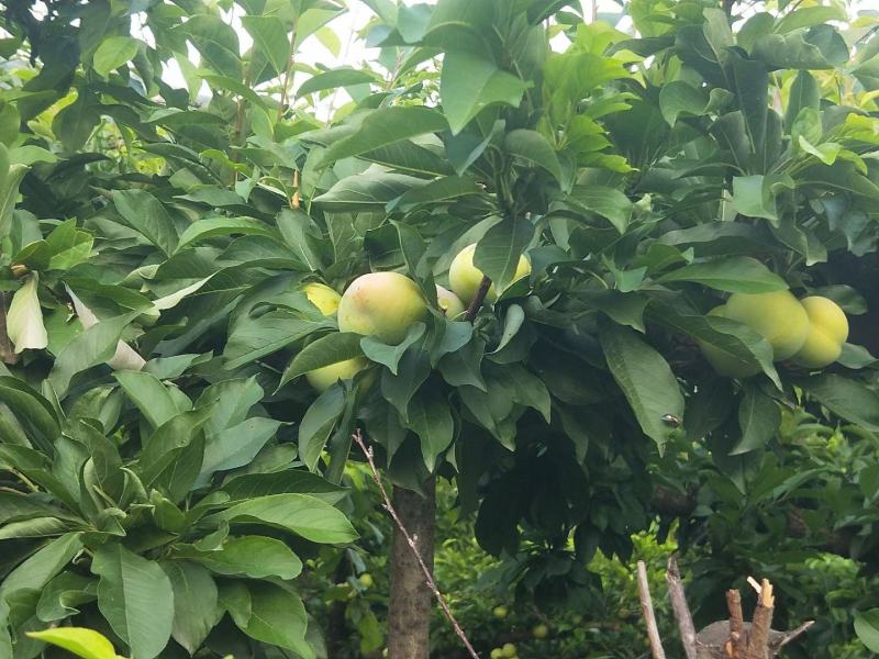 长瓣红李子
