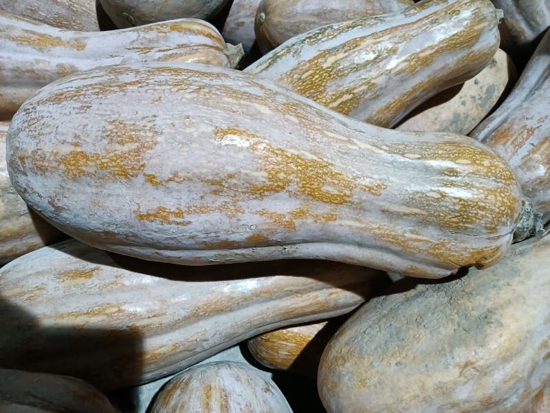 寿光市豆角
