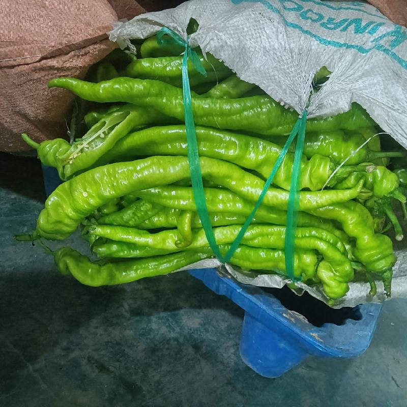 寿光市豆角