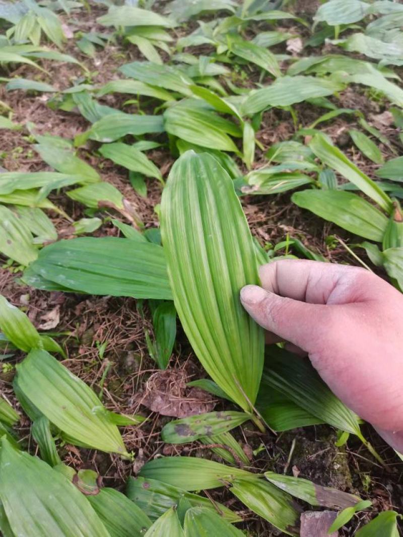 山慈菇种苗