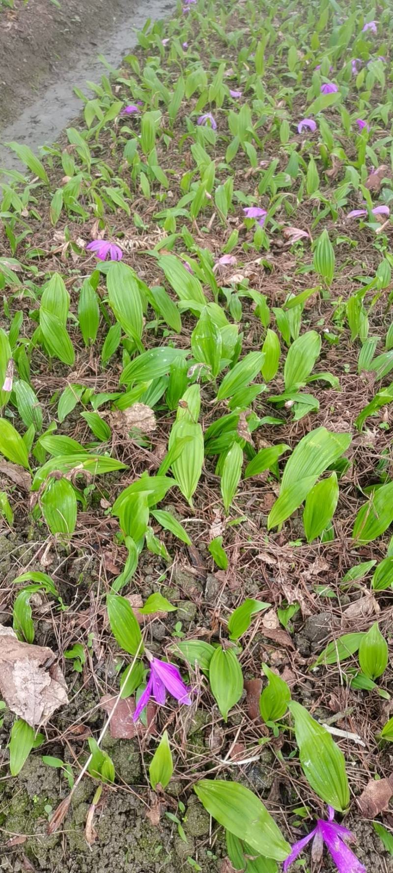 山慈菇种苗