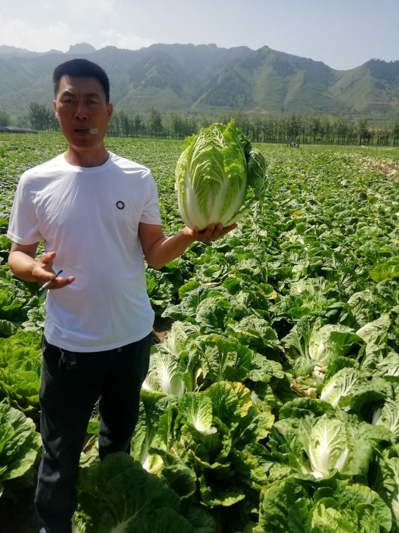 黄心大白菜，玲珑黄