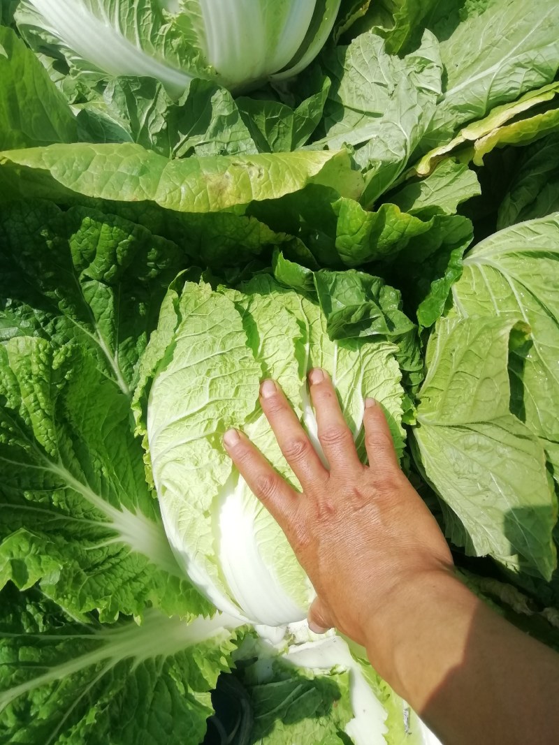 黄心大白菜，玲珑黄