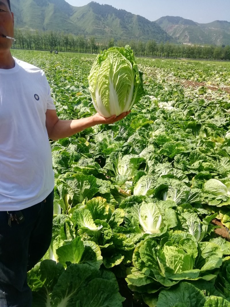 黄心大白菜，玲珑黄