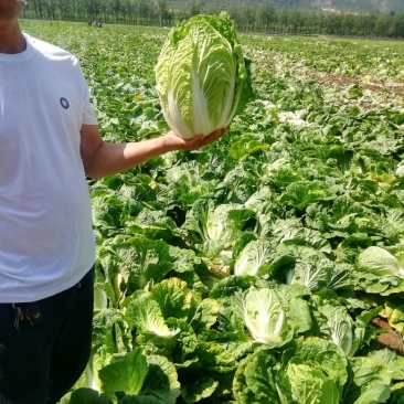 黄心大白菜，玲珑黄