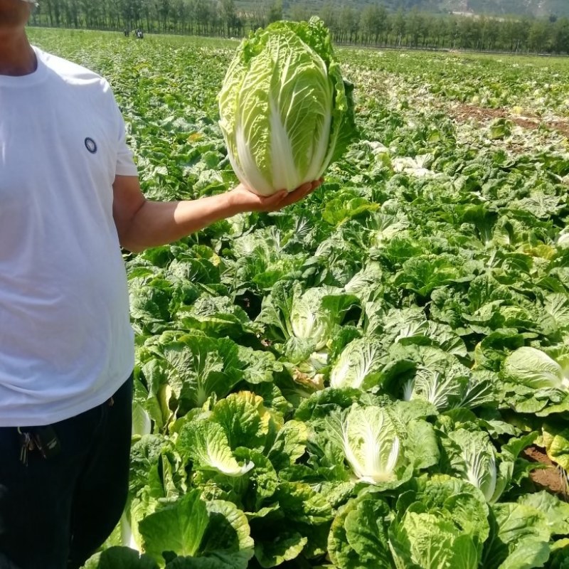 黄心大白菜，玲珑黄
