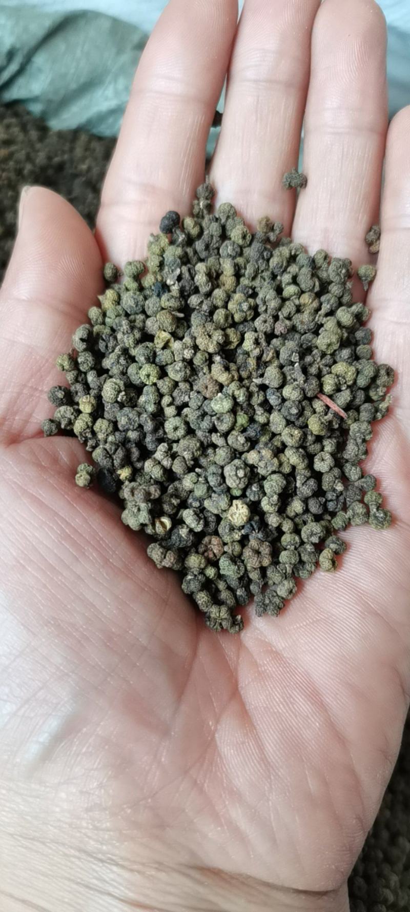 吴茱萸今年新货江西小花吴茱萸，青色小花吴茱萸