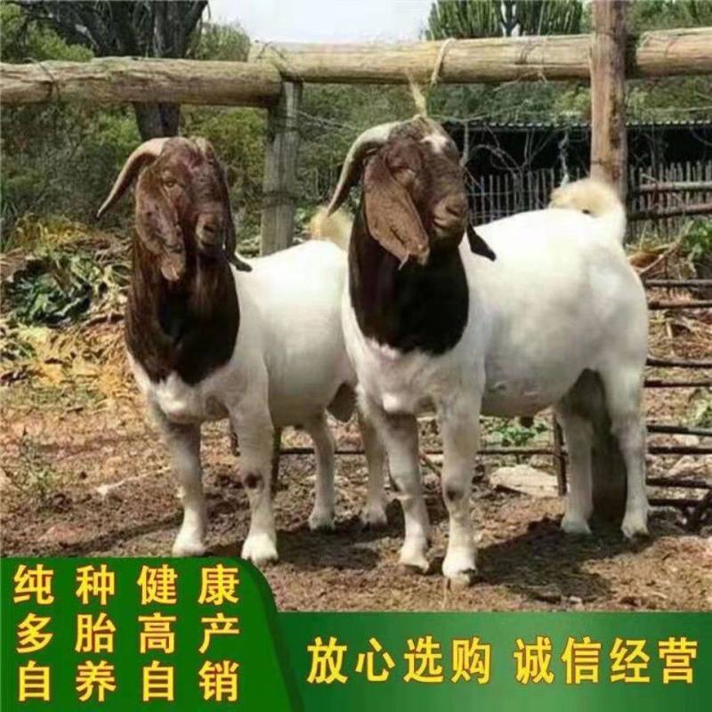 波尔山羊羊苗纯种羊怀孕母羊种公羊全国包送