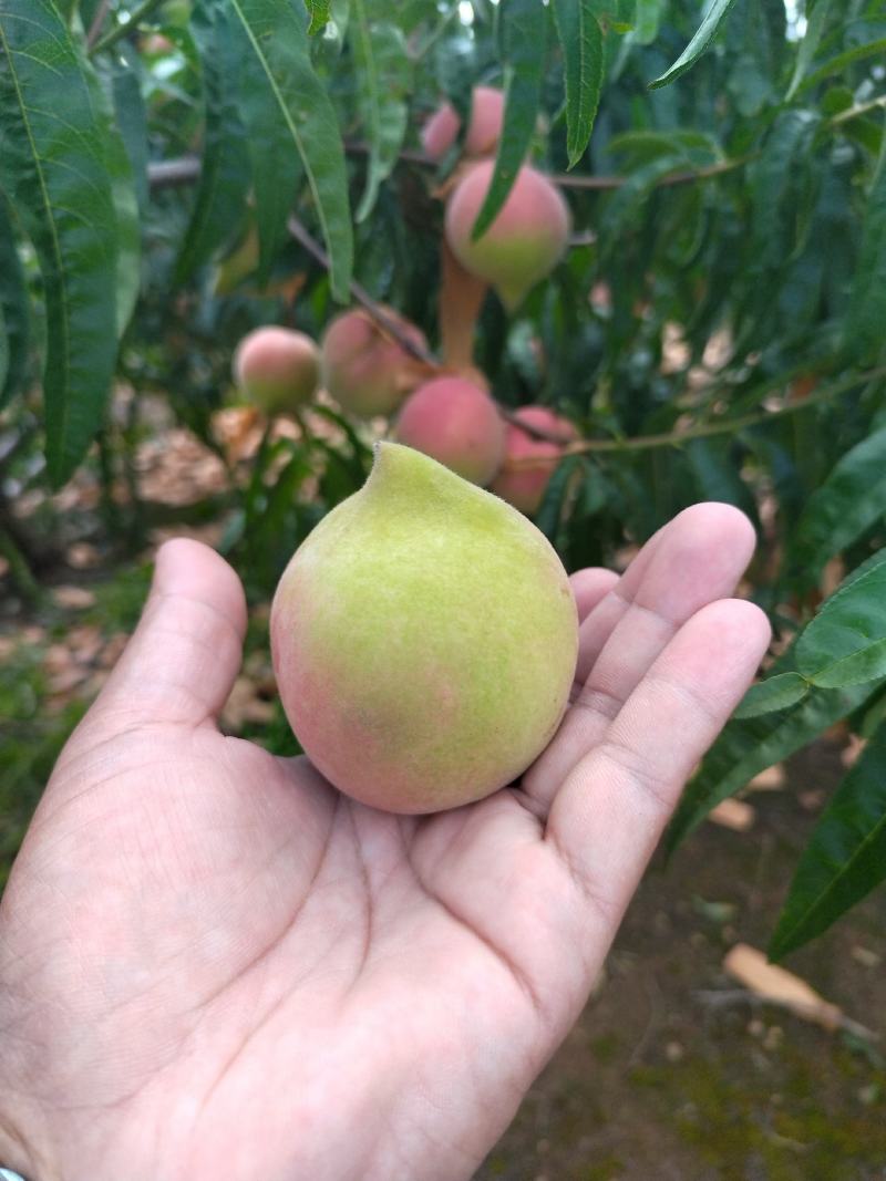 云南鹰嘴蜜桃