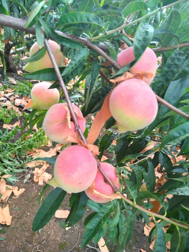 云南鹰嘴蜜桃