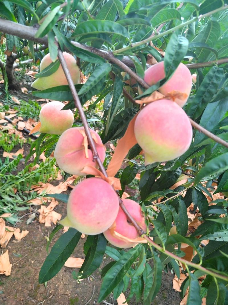 云南鹰嘴蜜桃
