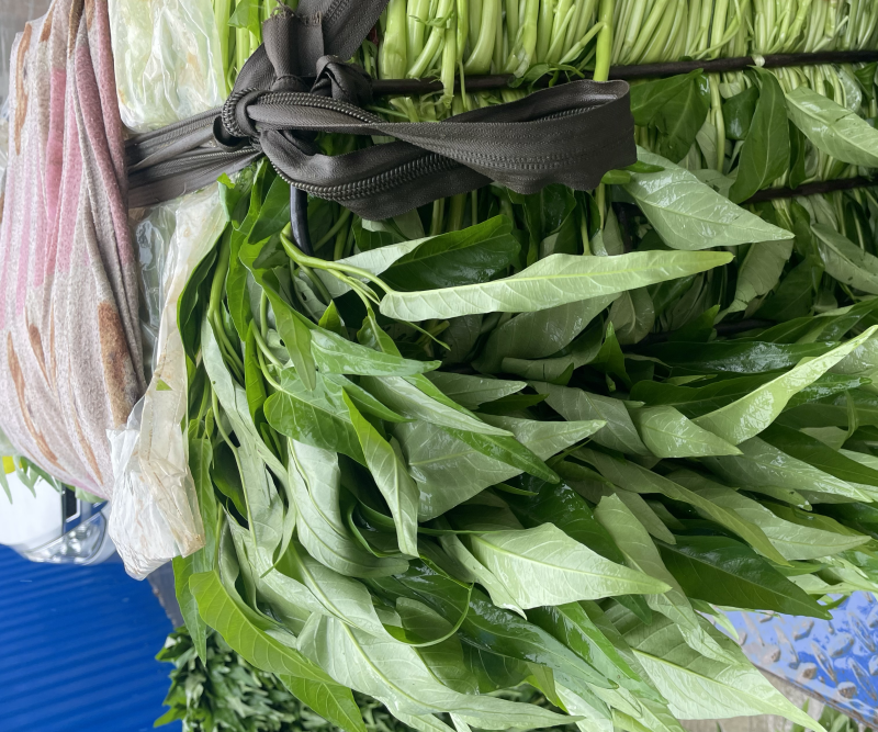 空心菜大量上市。