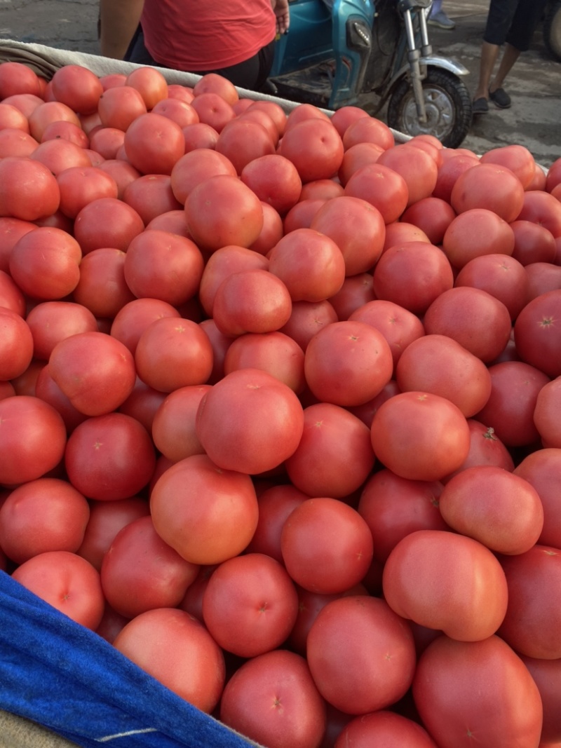 邯郸硬粉西红柿🍅产地直供各大批发市场及商超全国代发