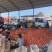 邯郸硬粉西红柿🍅产地直供各大批发市场及商超全国代发