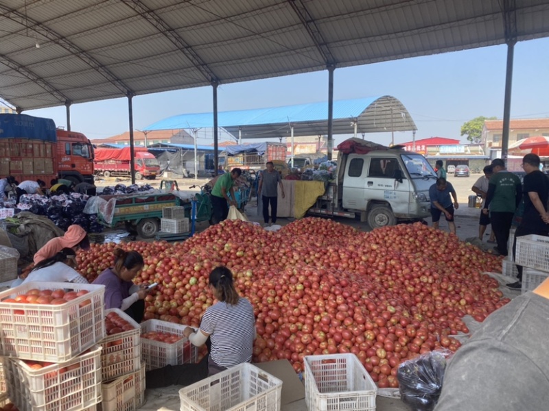 邯郸硬粉西红柿🍅产地直供各大批发市场及商超全国代发