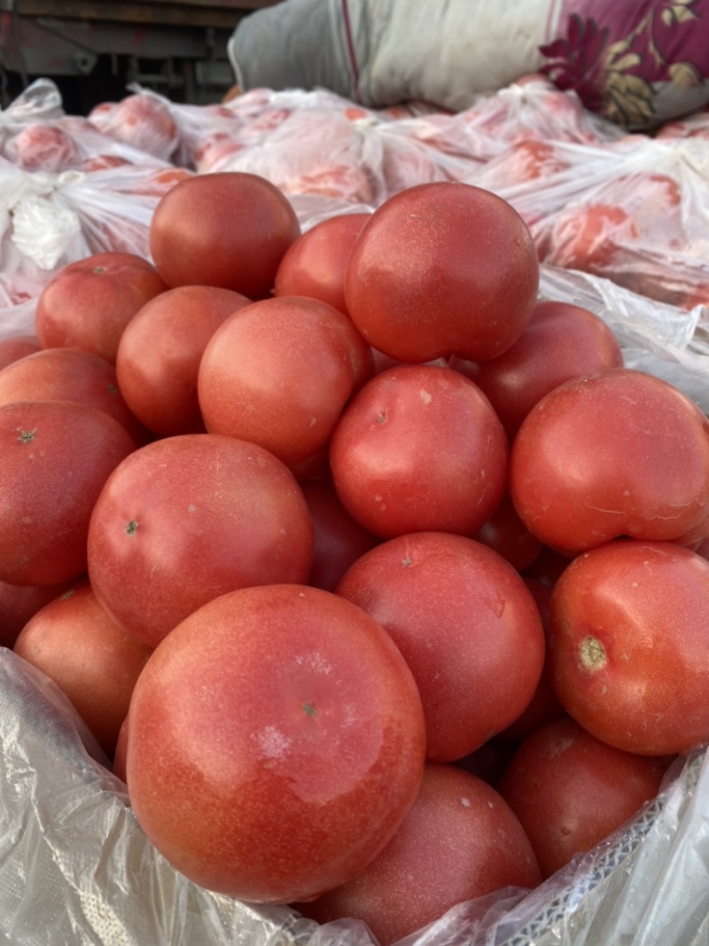 邯郸硬粉西红柿🍅产地直供各大批发市场及商超全国代发
