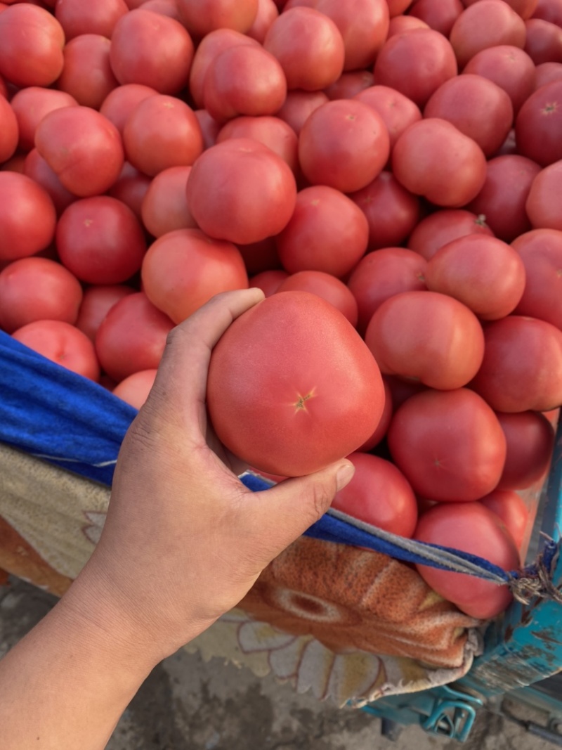 邯郸硬粉西红柿🍅产地直供各大批发市场及商超全国代发