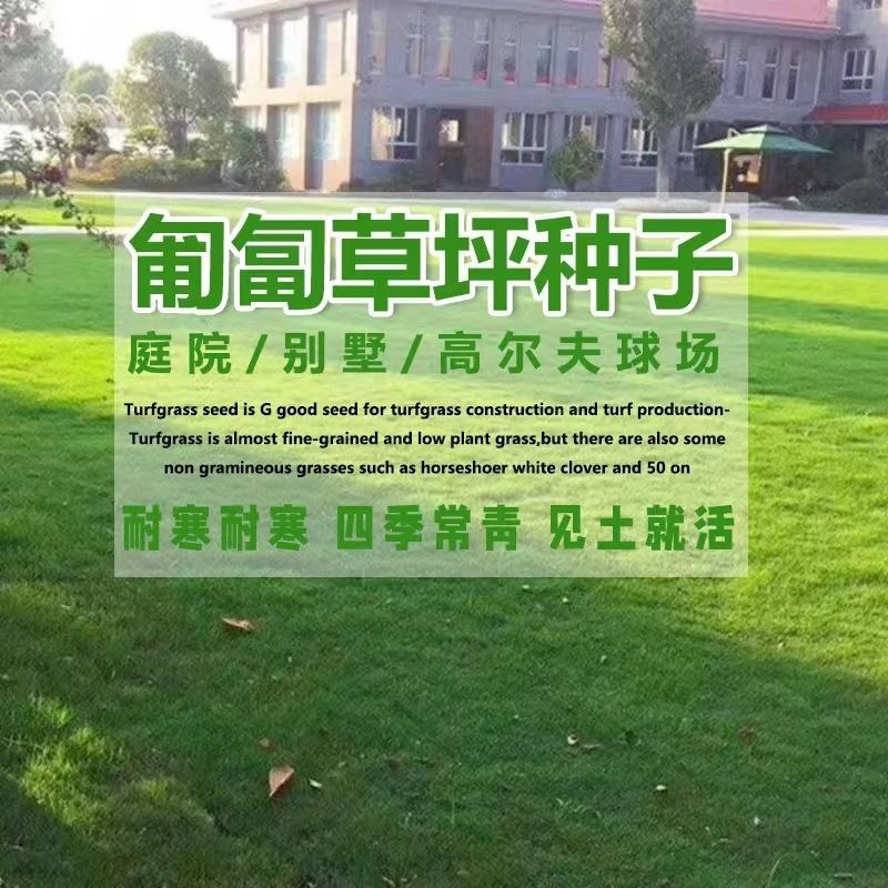 进口四季青长不高免修剪剪股颖草坪种子高档品种草籽矮生