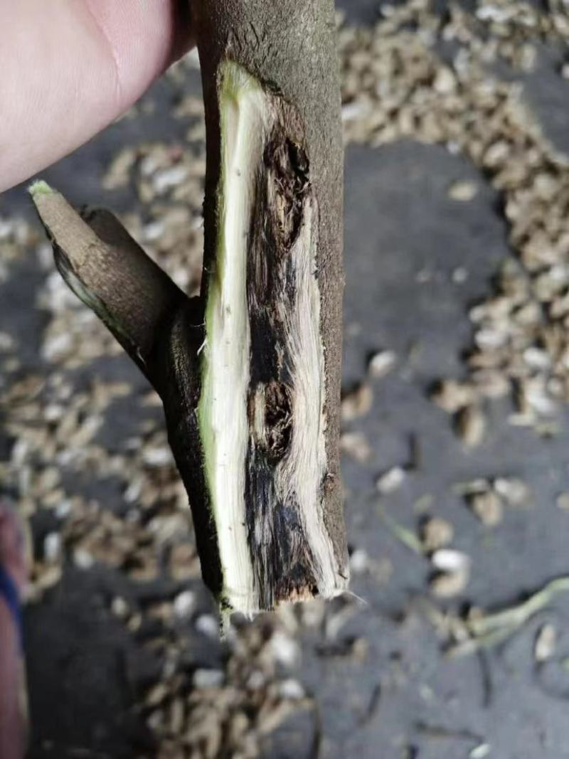 奇楠沉香树苗，质量保证，正宗嫁接，假一赔十。品种多多