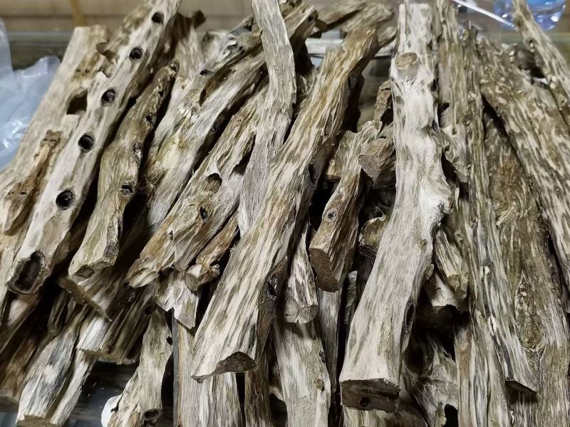 奇楠沉香树苗，质量保证，正宗嫁接，假一赔十。品种多多