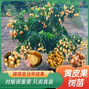 广西黄皮果苗嫁接黄皮果树苗鸡心黄皮无核黑黄皮树苗当果