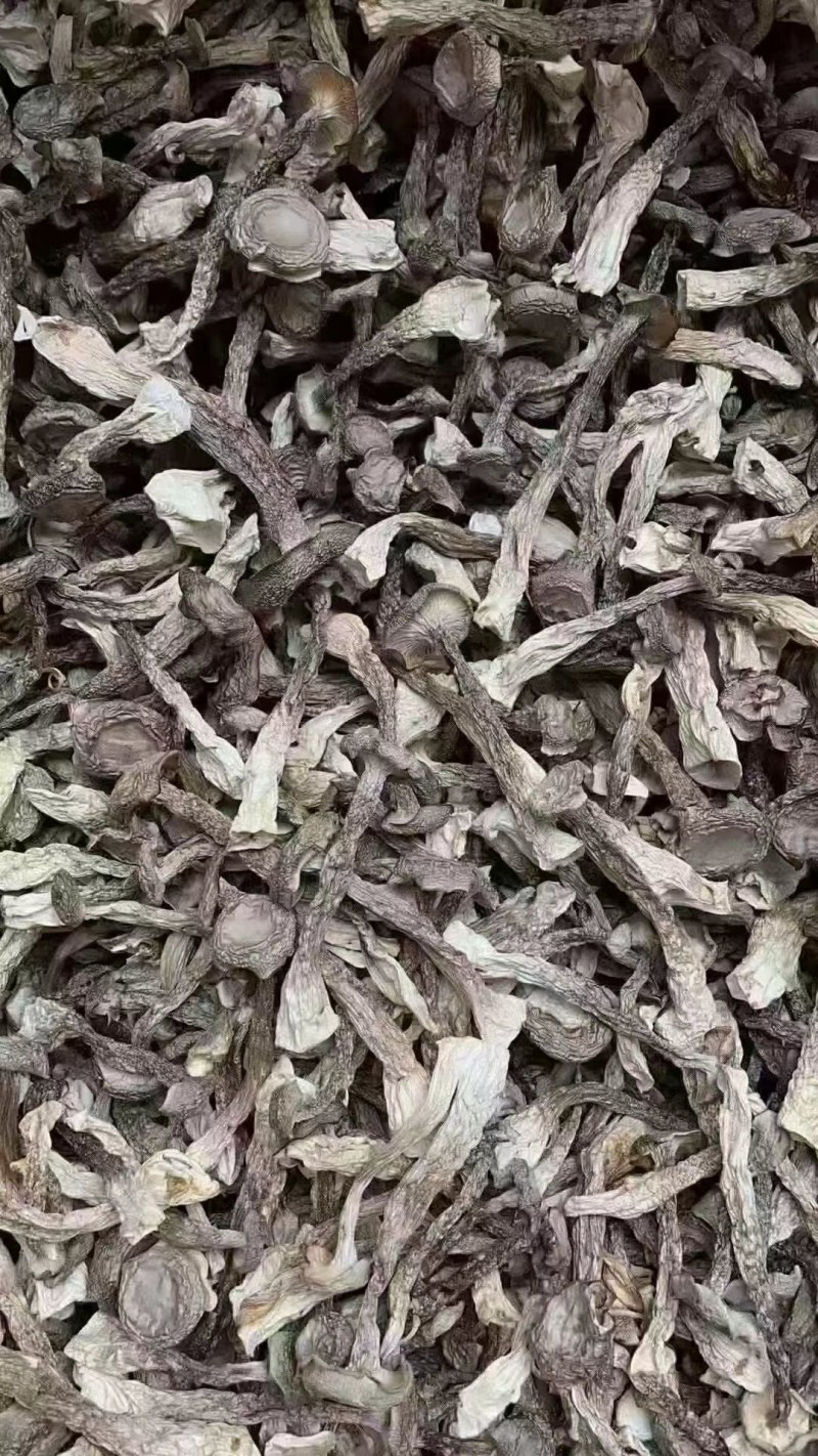 广东河源鹿茸菇，无脚菇干货10斤一件大量批发