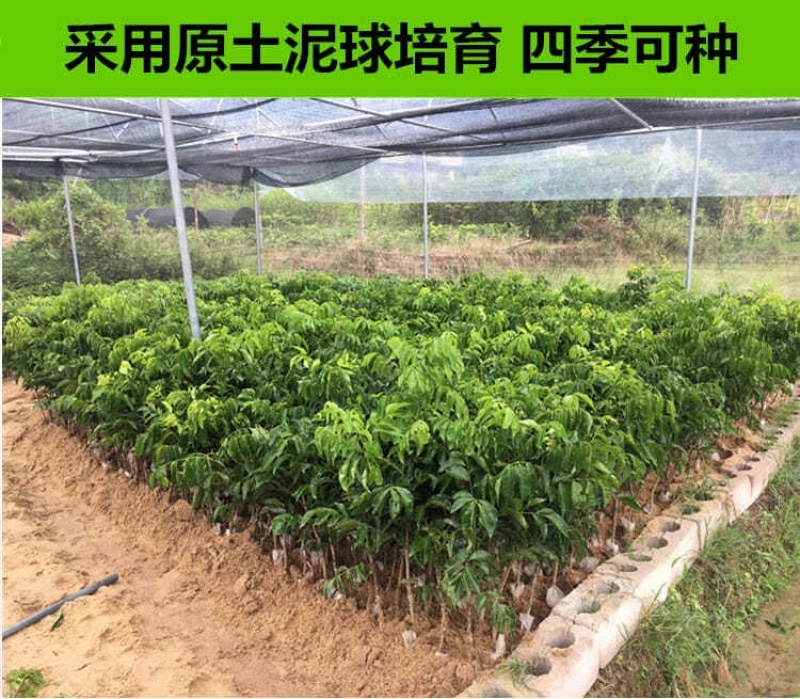 广西黄皮果苗嫁接黄皮果树苗鸡心黄皮无核黑黄皮树苗当果