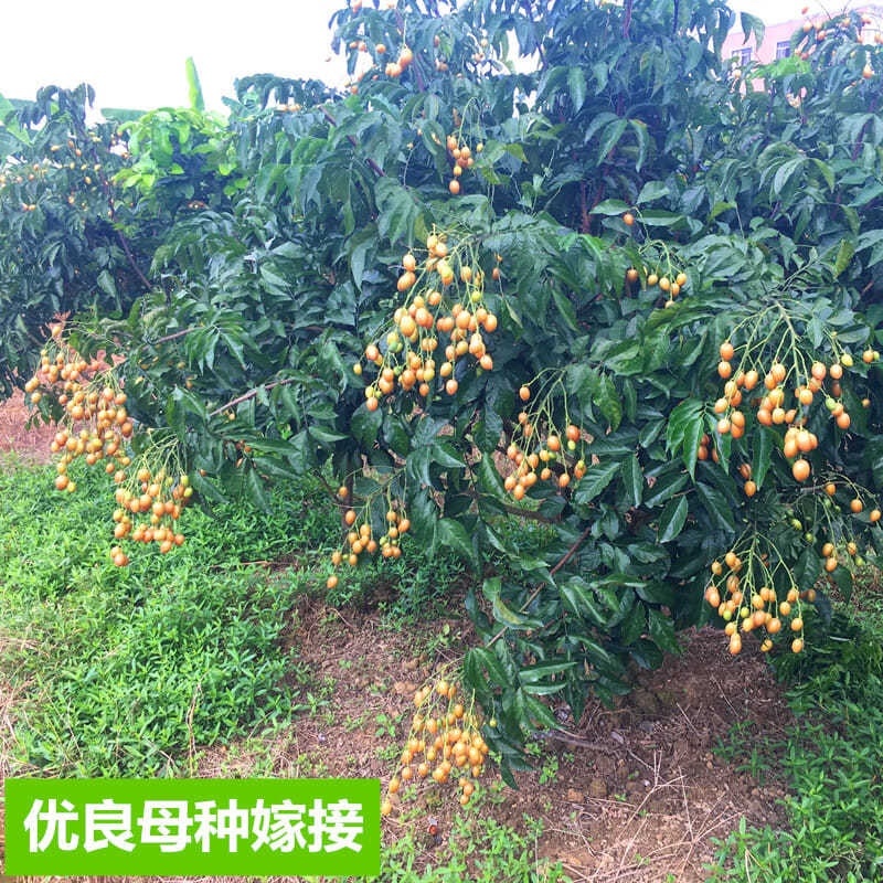 广西黄皮果苗嫁接黄皮果树苗鸡心黄皮无核黑黄皮树苗当果