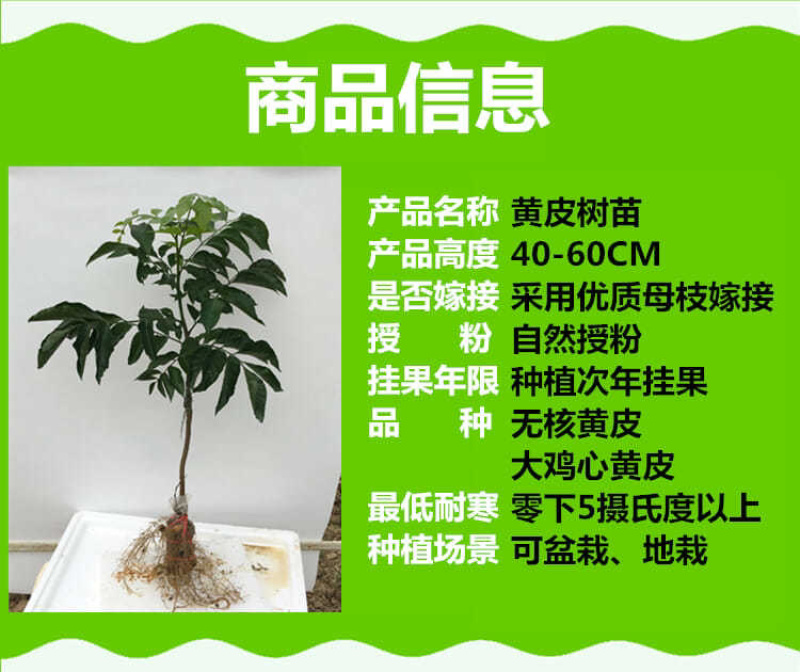 广西黄皮果苗嫁接黄皮果树苗鸡心黄皮无核黑黄皮树苗当果