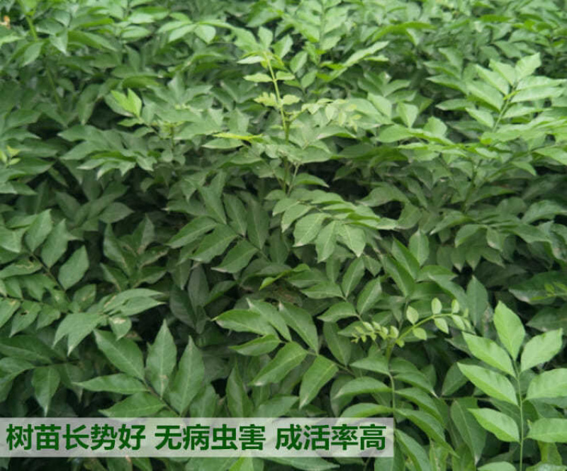 广西黄皮果苗嫁接黄皮果树苗鸡心黄皮无核黑黄皮树苗当果