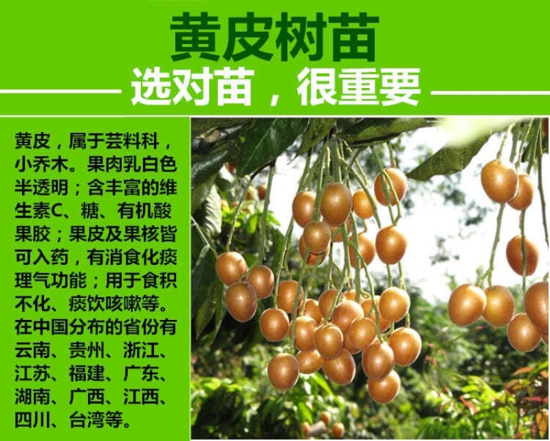 广西黄皮果苗嫁接黄皮果树苗鸡心黄皮无核黑黄皮树苗当果